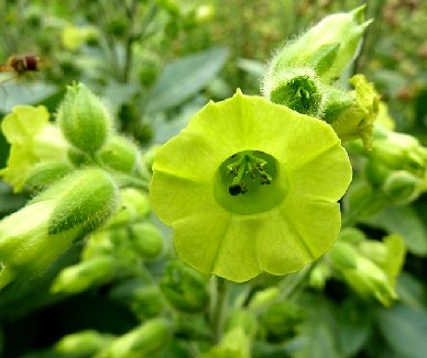 Nicotiana Rustica Flower